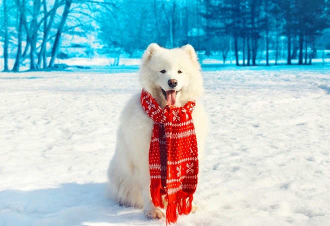 Собака в сегу Собака сидит