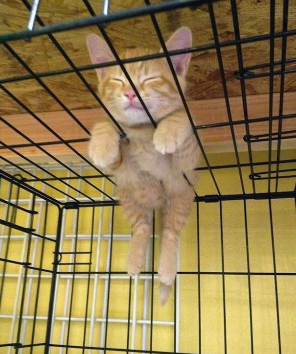 20 спящих котят, которые постигли науку сна в совершенстве спящие котята, котята спят