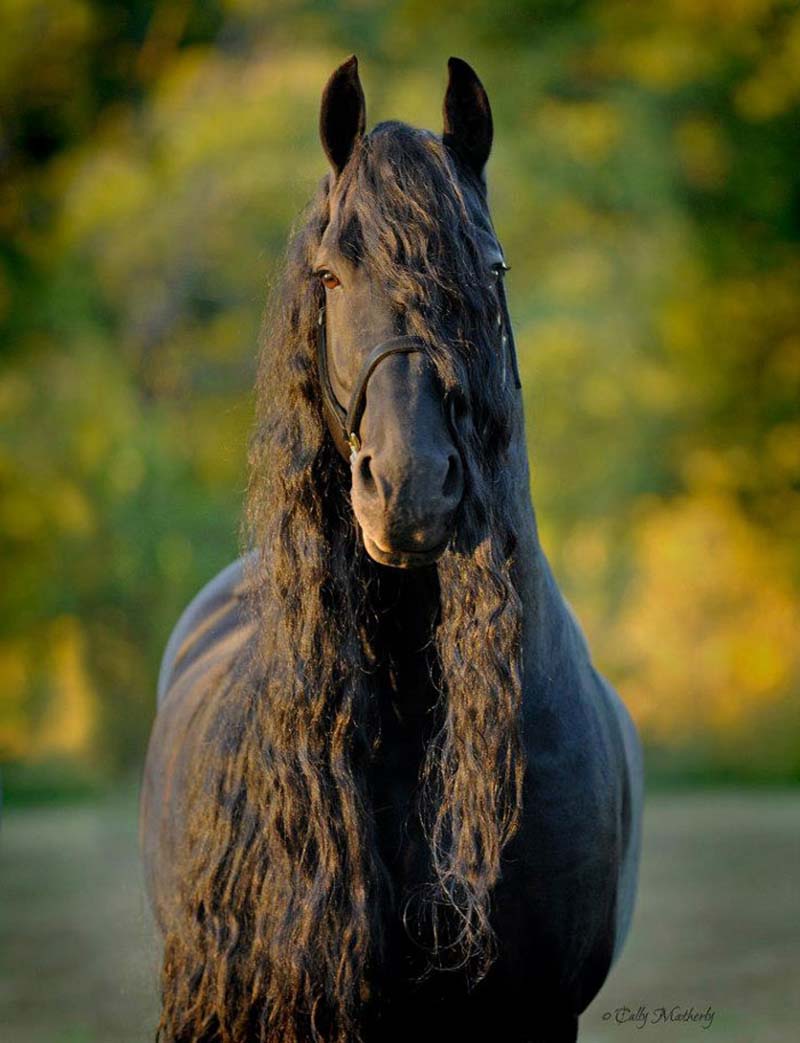 фото красивых лошадей мира
