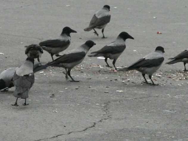 В Чебоксарах стая ворон напала на воспитанников детсада