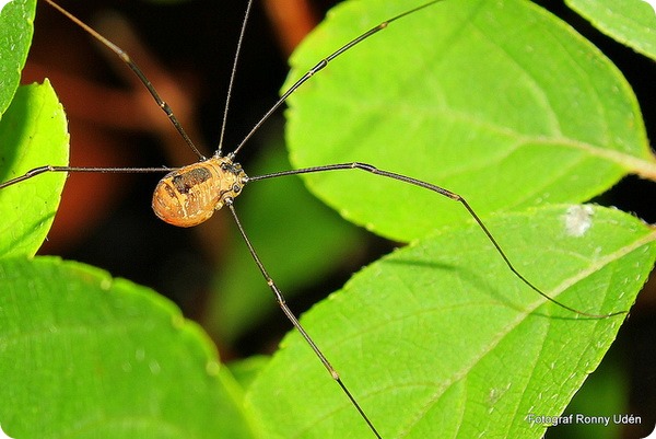 Сенокосцы (лат. Opiliones или Phalangida)