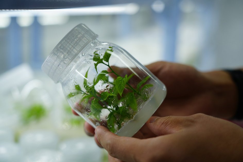 В ИБХФ РАН создан композит с антибиотиками из крапивы для медицинских масок