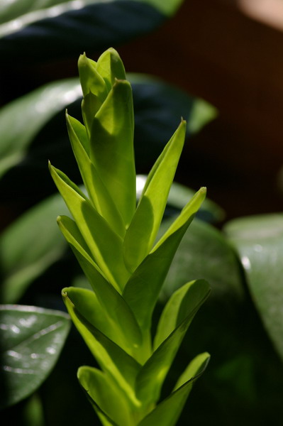 Замиокулькас (Zamioculcas) Замиокулькас (Zamioculcas)