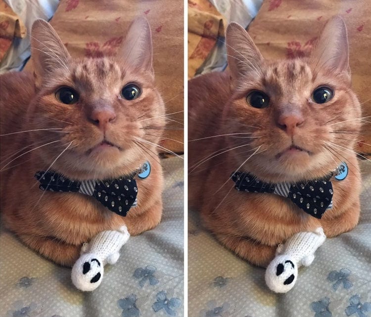 коты на фото рыжий кот