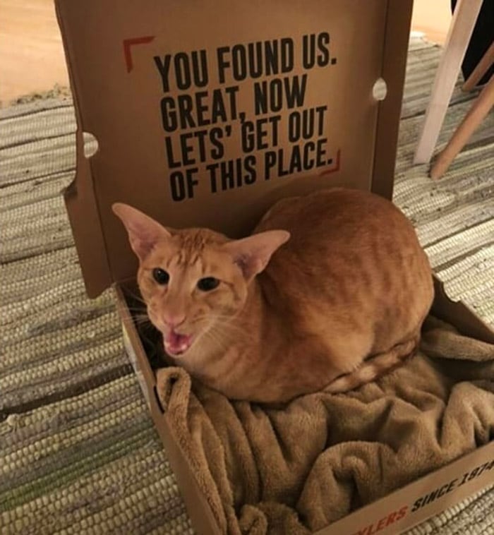 коты на фото Пушистые тираны: кошачьи выходки, которые заставляют владельцев понервничать