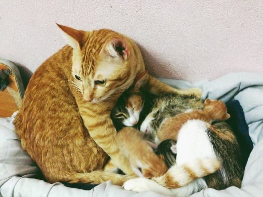Кот поддерживал кошку во время родов. Кошачья семья покорила тысячи сердец Кот поддерживал кошку во время родов. Кошачья семья покорила тысячи сердец