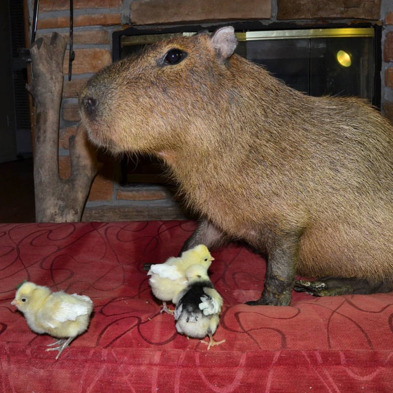 3. Даже с цыплятами  дружелюбие, капибара
