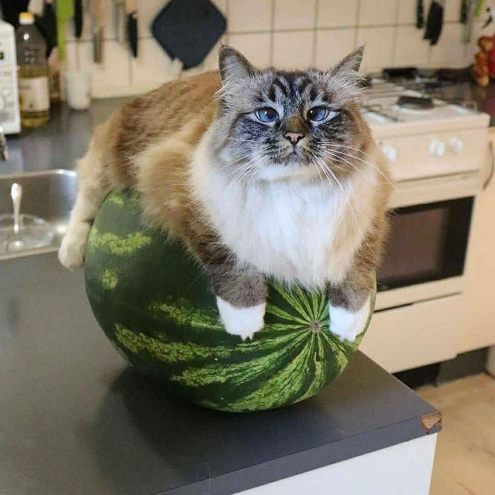 8 забавных фото котов, которые уютно лежат в очень странных местах