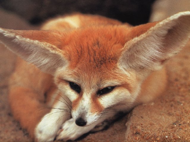 .  / fennec fox photo