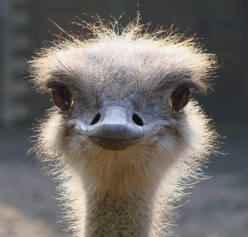 Великолепные моменты из мира животных (60 фото) Великолепные моменты из мира животных (60 фото)