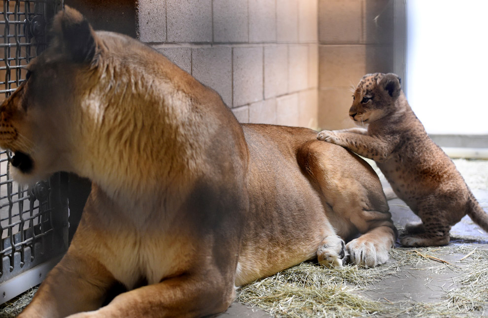 Львенок и грозная мама в зоопарке Калифорнии