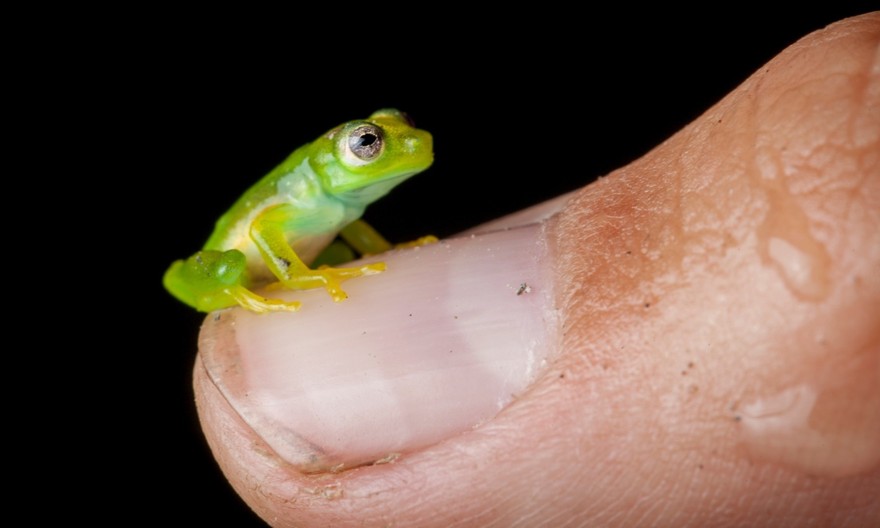 InSearchOfLostFrogs20    :       