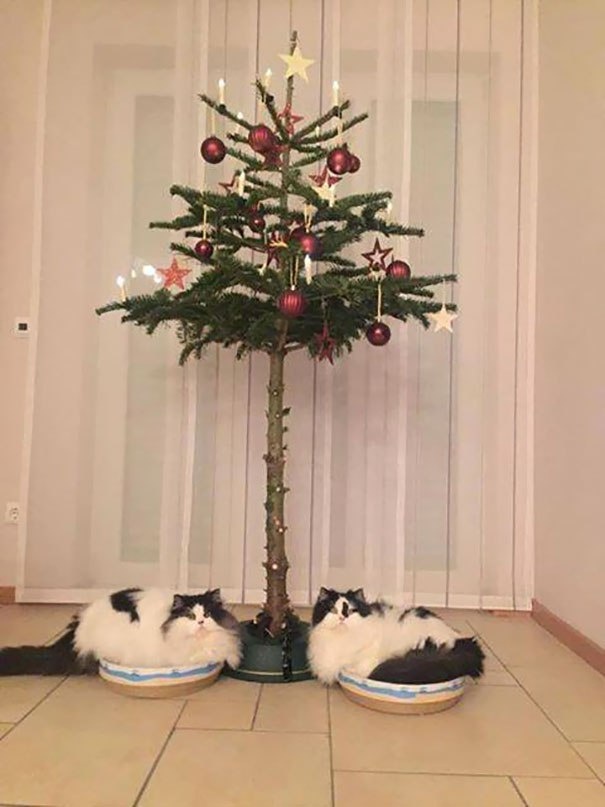 9 угарных лайфхаков, которые помогут спасти ёлку от кошачьих лап