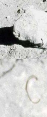 Так были они там или нет? 40 лет с момента последней экспедиции на Луну Так были они там или нет? 40 лет с момента последней экспедиции на Луну