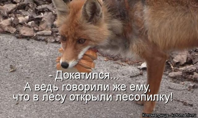 Лучшие котоматрицы за прошедшую неделю)) Лучшие котоматрицы за прошедшую неделю))