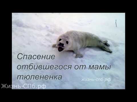 Спасение отбившегося от мамы тюленёнка Спасение отбившегося от мамы тюленёнка