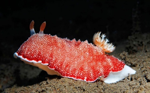Морские красавцы морские слизни, голожаберные моллюски, морские обитатели, Природа, без рейтинга, длиннопост