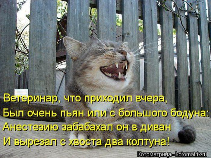 Лучшие котоматрицы за неделю