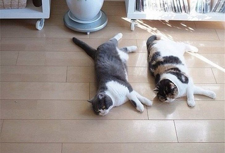Синхронные коты Синхронные коты