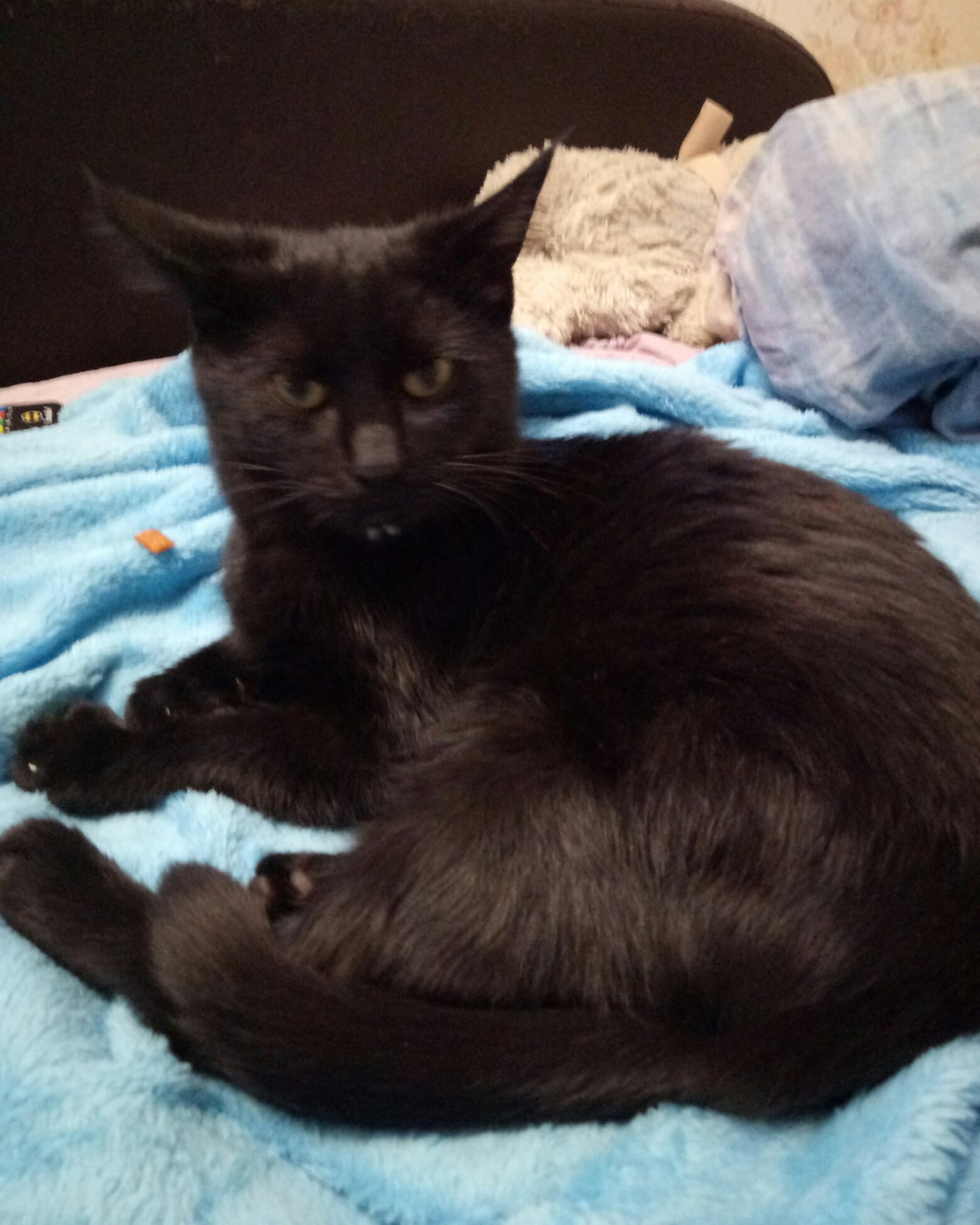 дом для котят черный кот