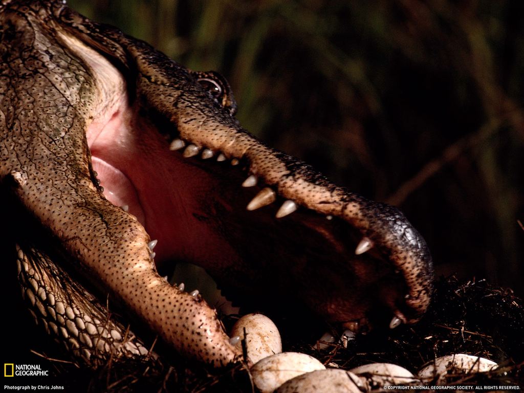   National Geographic