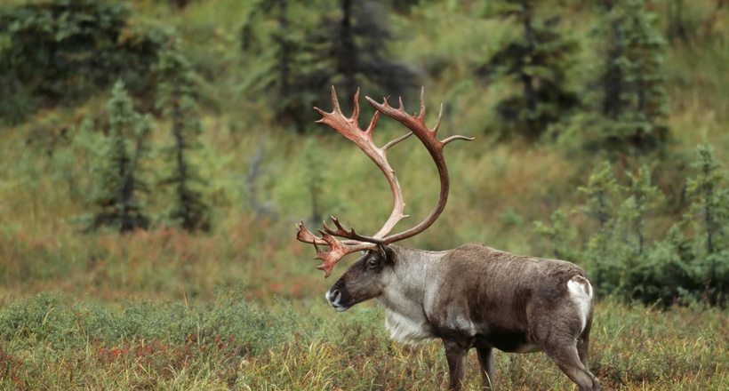 Woodland caribou paul tessier istock male alaska tundra 1