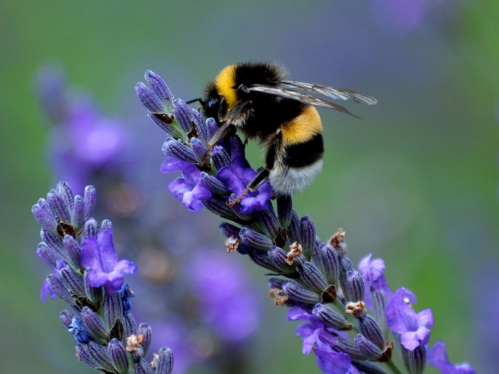lavanda-foto-09-e1419759543434 (700x525, 78Kb)