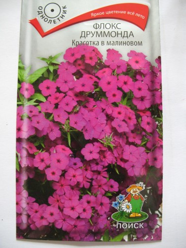 Флоксы когда сажать семена 40