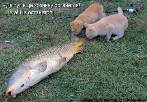 Мысли вслух :)