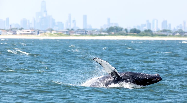 whales return to NYC after century