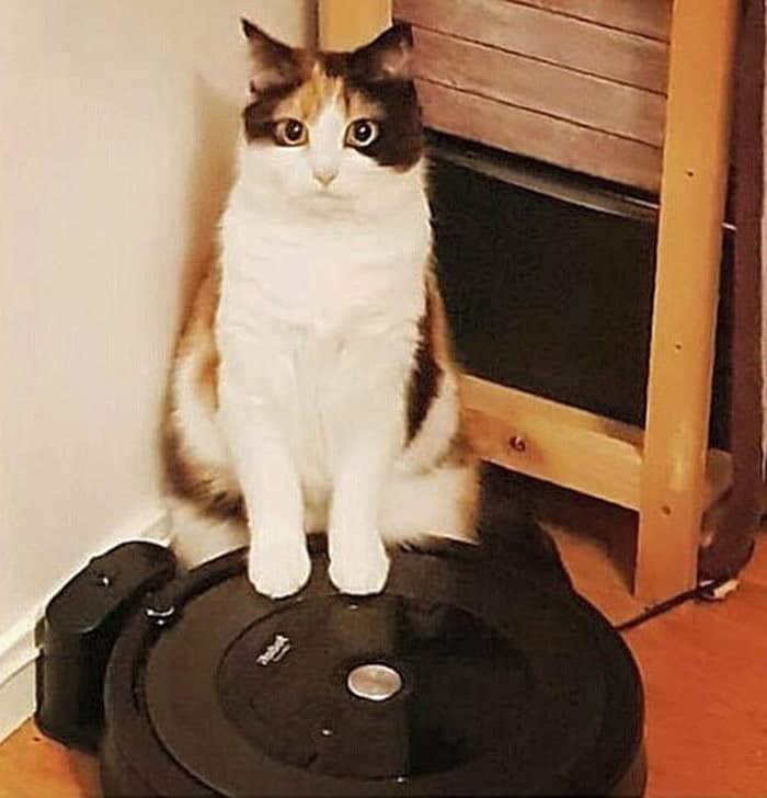 кошка на фото Пушистые тираны: кошачьи выходки, которые заставляют владельцев понервничать