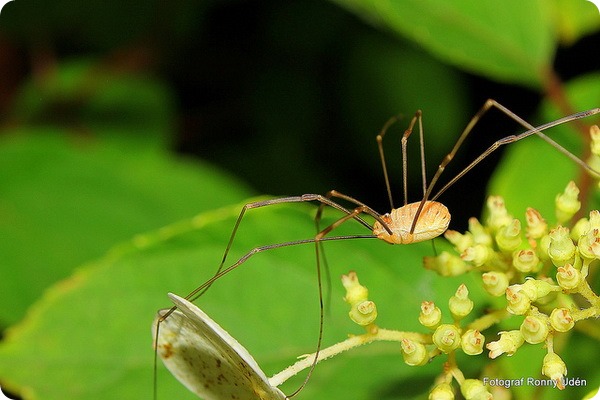 Сенокосцы (лат. Opiliones или Phalangida)