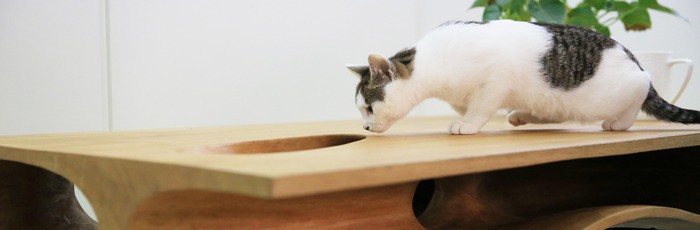 «Котостол»: новый взгляд на мебель для животных Котостол