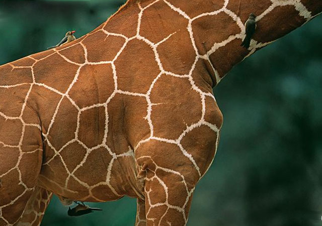 Удивительные животные с самой необычной кожей