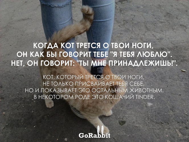 Повадки животных, которые значат совсем не то, что ты думаешь