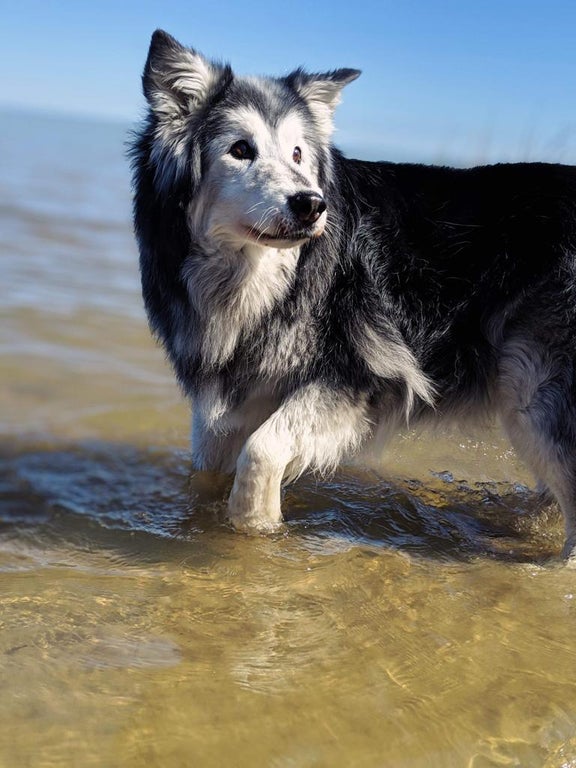 собаки и коты собака на море