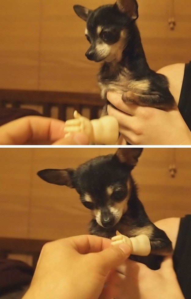 Смешные собаки, которые любят придуряться смешные собаки, любят придуряться, смешые моменты