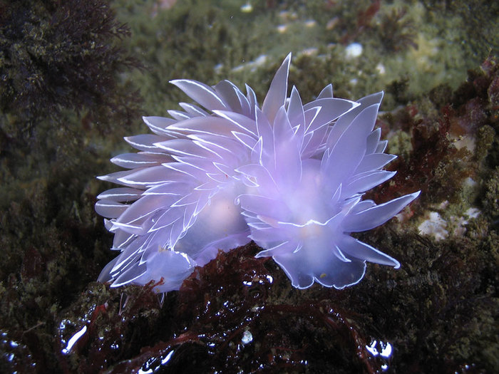 Морские красавцы морские слизни, голожаберные моллюски, морские обитатели, Природа, без рейтинга, длиннопост