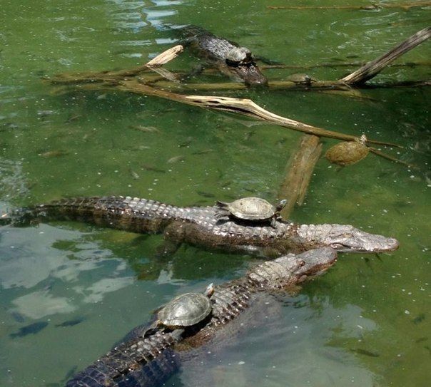 Больше, чем просто фото (50 фото)