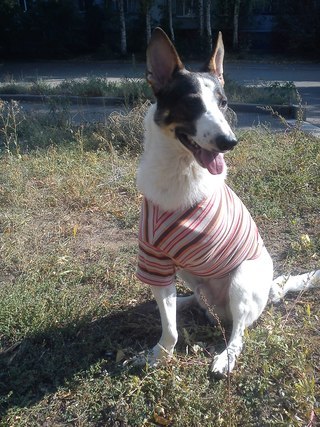 Щенок вырывался, никак не хотел умирать и боролся за свою жизнь...