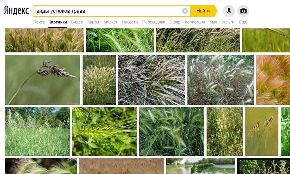 Как узнать по фото растение в интернете по фотографии