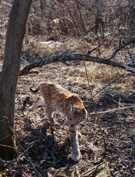 Вот это встреча! Очень неожиданно! (10 фото)