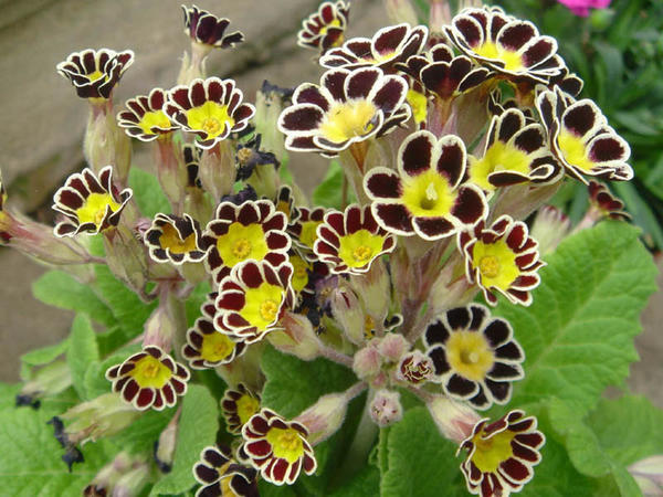 Примула знаменитой серии Gold Laced Group, фото сайта commons.wikimedia.org