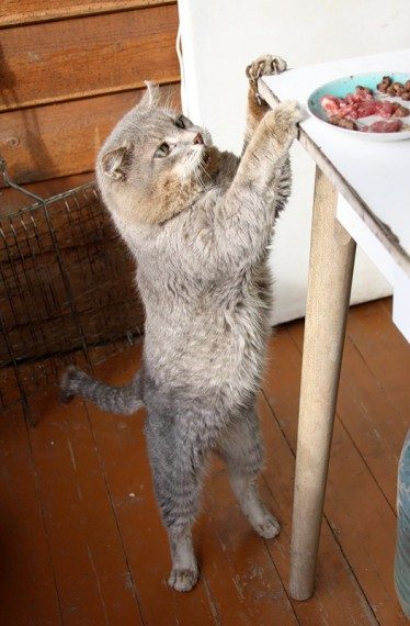 Коты, которых застали врасплох. И вовсе они не воруют, они охотятся! Коты, которых застали врасплох. И вовсе они не воруют, они охотятся!