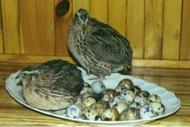 Перепелов разводят для получения яиц или ради мяса
