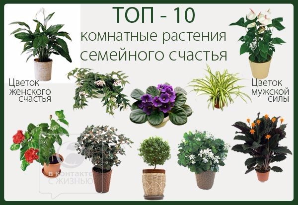 Домашние цветы и каталог Домашние цветы и каталог