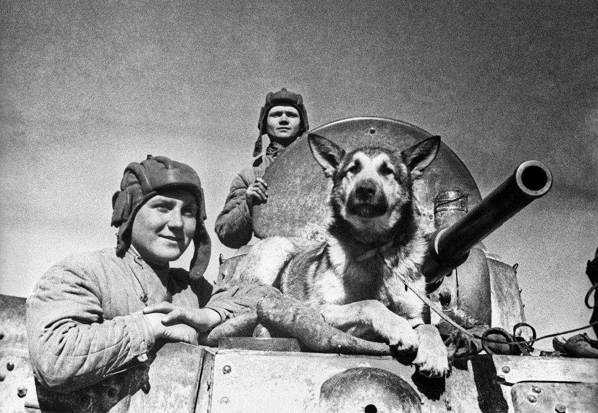В память о собаках войны... В память о собаках войны...