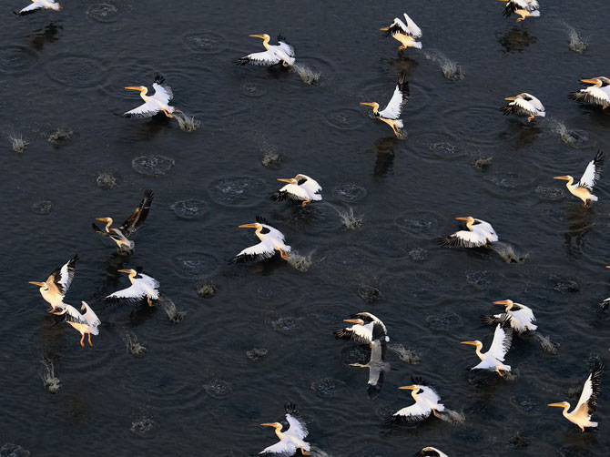 Лучшие фотографии National Geographic в июле