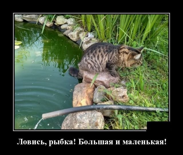 Кошачьи демотиваторы демотиваторы, животные, коты