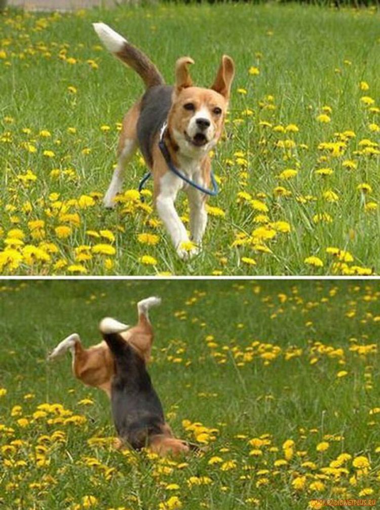 Забавные животные (34 фото) Забавные животные (34 фото)